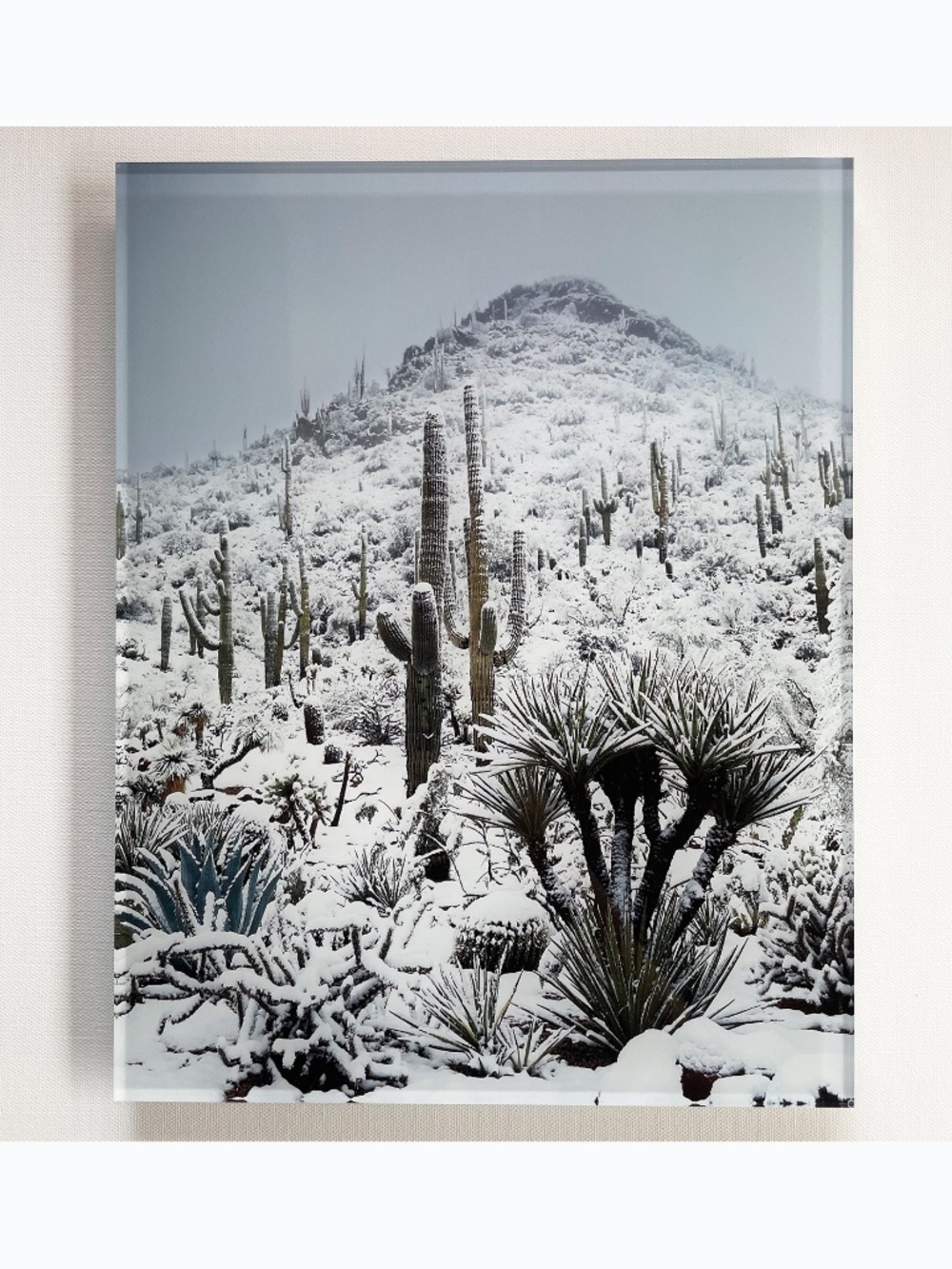 NEW Acrylic Panel 11x14, Snow Desert Arizona Winter Saguaro Cacti